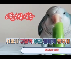 서울시 구일역 부근 퀘이커 앵무새 '민트' 실종