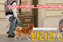리드줄 하나 안 지켰다고… 그날 산책은 악몽이 됐습니다! 5월, 반려견 산책의 계절… “훈련 없는 강아지 산책은 위험”