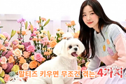 말티즈, 귀여움 속에 숨겨진 고난도 책임감 요구
