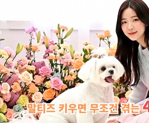 말티즈, 귀여움 속에 숨겨진 고난도 책임감 요구