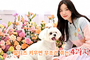 말티즈, 귀여움 속에 숨겨진 고난도 책임감 요구
