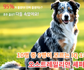 “이름은 호주, 출신은 미국”… 오스트레일리안 셰퍼트, 반려견 그 이상의 가치를 가진 견종