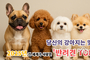 유튜브 강사모TV, ‘2025 전 세계가 사랑한 반려견 TOP5’ 발표
