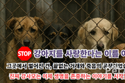 개를 사고파는 모임이 어찌 강사모입니까” 윤리적 반려견 문화로의 전환, 100만 회원 커뮤니티의 그늘, 강아지 공장… 새로운 강사모의 탄생
