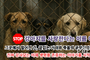 개를 사고파는 모임이 어찌 강사모입니까” 윤리적 반려견 문화로의 전환, 100만 회원 커뮤니티의 그늘, 강아지 공장… 새로운 강사모의 탄생