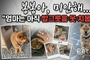 대전 반려견 봉봉이 사건 논란… “가족 같은 반려동물, 왜 아직도 물건처럼 다뤄지나?"